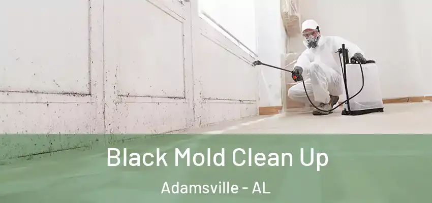 Black Mold Clean Up Adamsville - AL