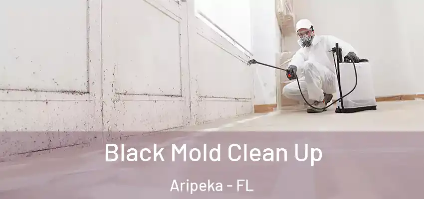  Black Mold Clean Up Aripeka - FL
