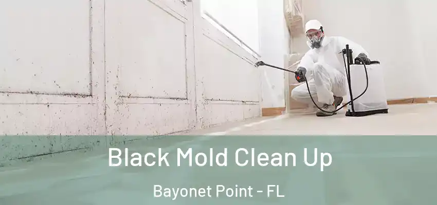  Black Mold Clean Up Bayonet Point - FL