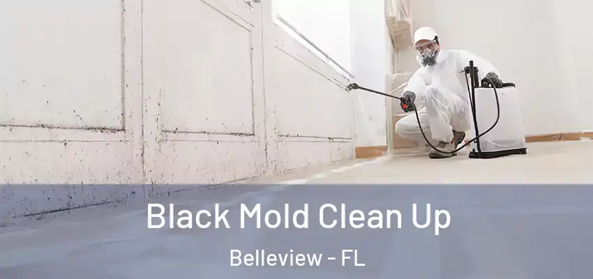  Black Mold Clean Up Belleview - FL