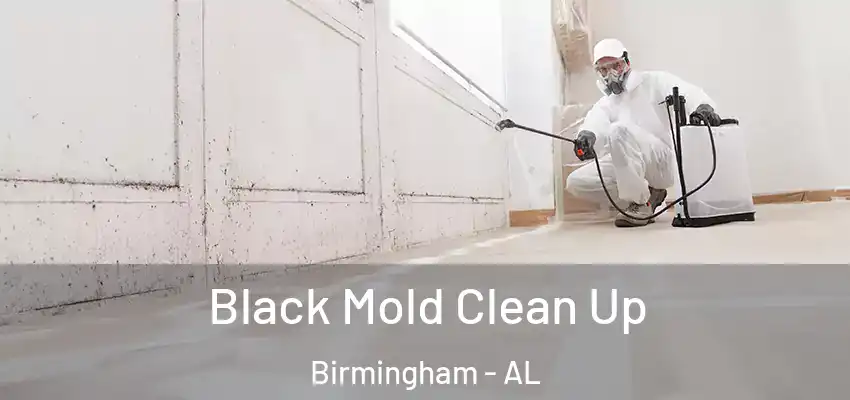  Black Mold Clean Up Birmingham - AL