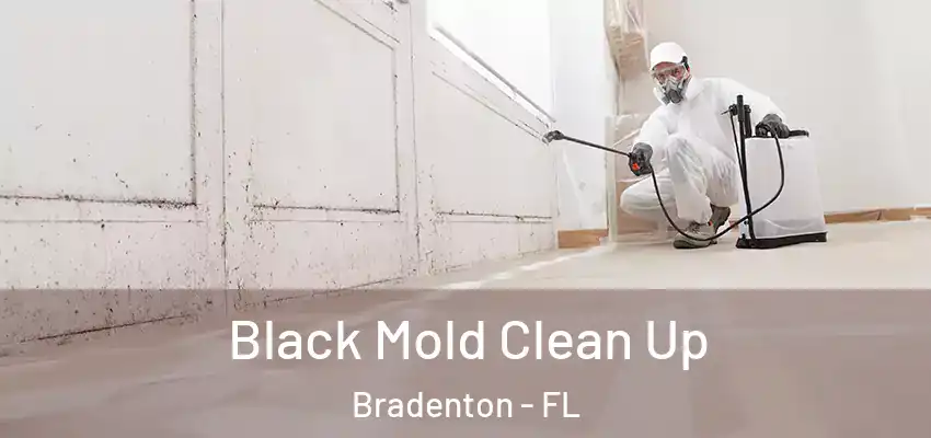  Black Mold Clean Up Bradenton - FL
