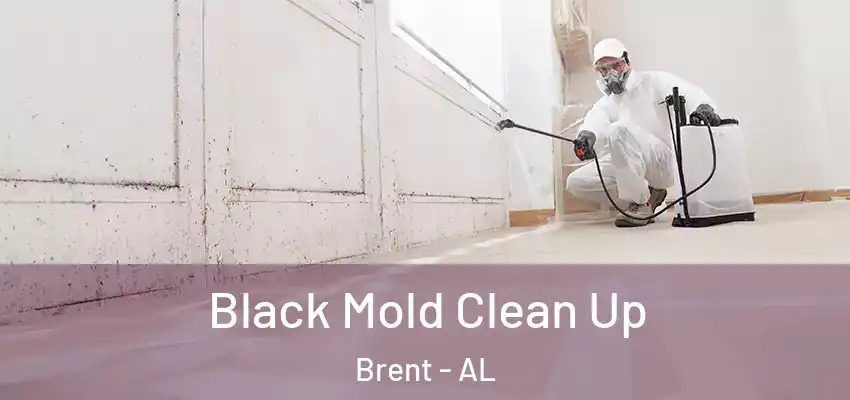  Black Mold Clean Up Brent - AL