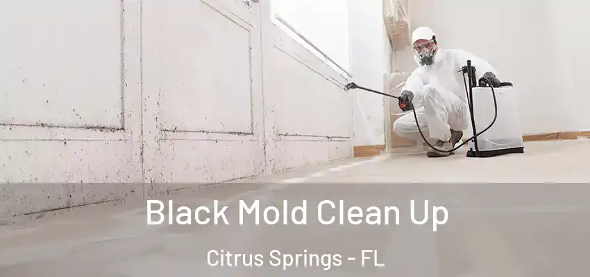  Black Mold Clean Up Citrus Springs - FL