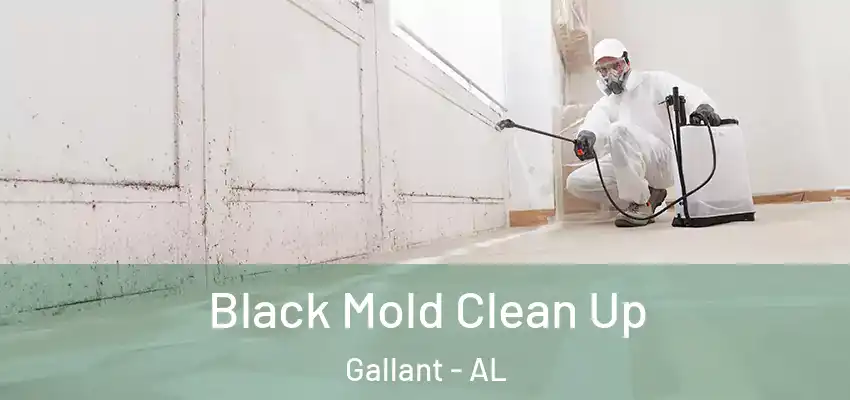 Black Mold Clean Up Gallant - AL