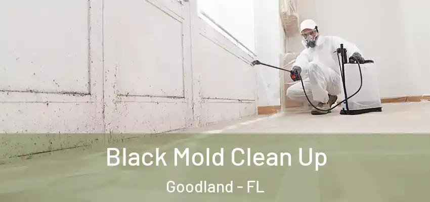  Black Mold Clean Up Goodland - FL
