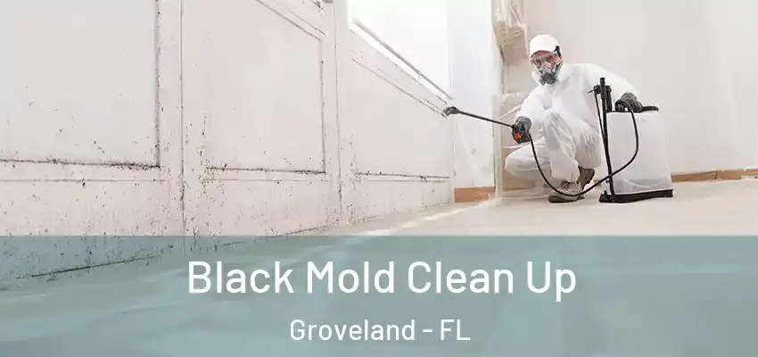  Black Mold Clean Up Groveland - FL