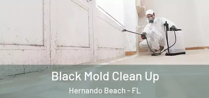 Black Mold Clean Up Hernando Beach - FL