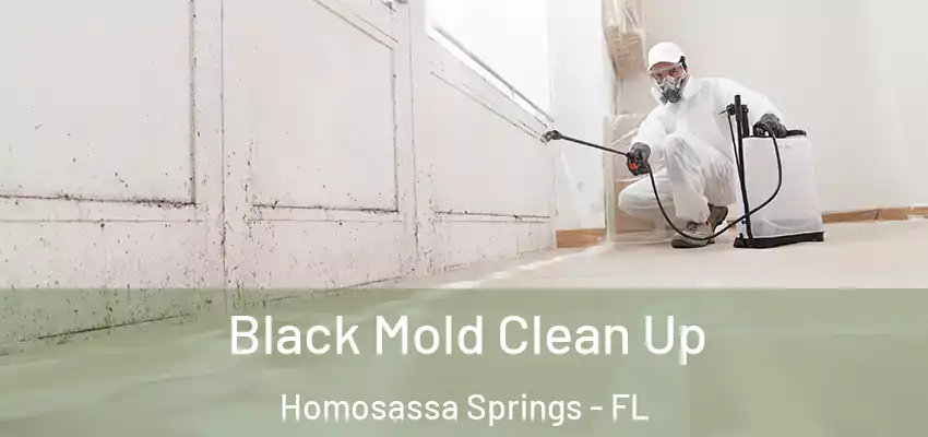  Black Mold Clean Up Homosassa Springs - FL