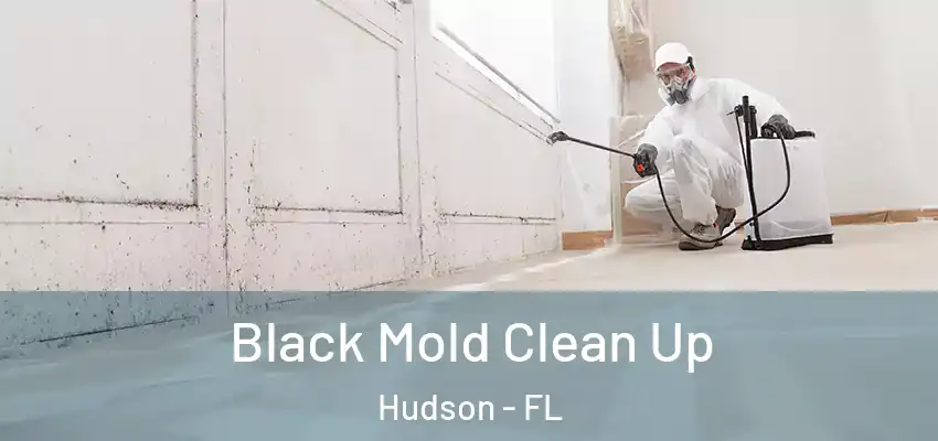  Black Mold Clean Up Hudson - FL