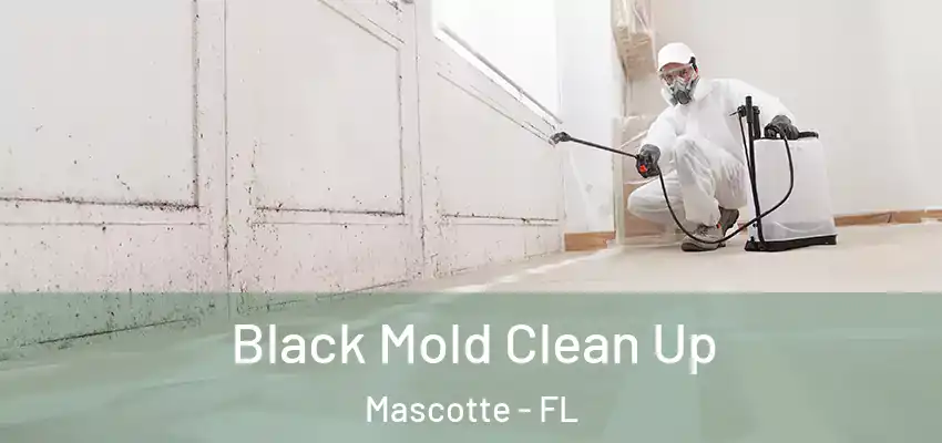  Black Mold Clean Up Mascotte - FL