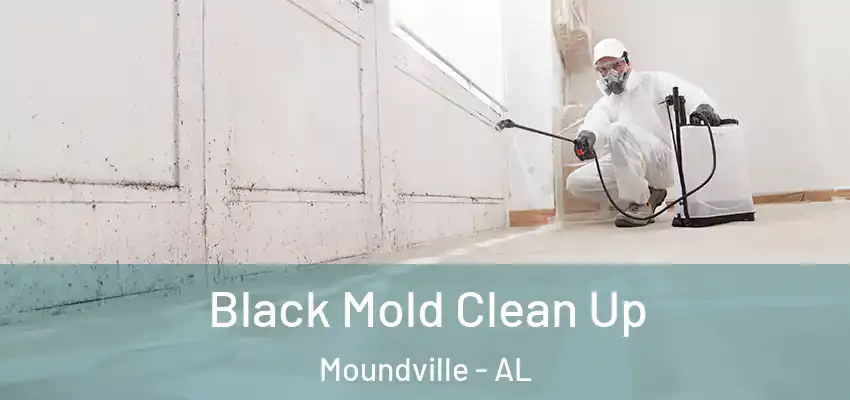  Black Mold Clean Up Moundville - AL