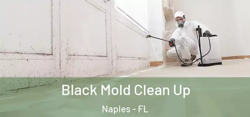  Black Mold Clean Up Naples - FL