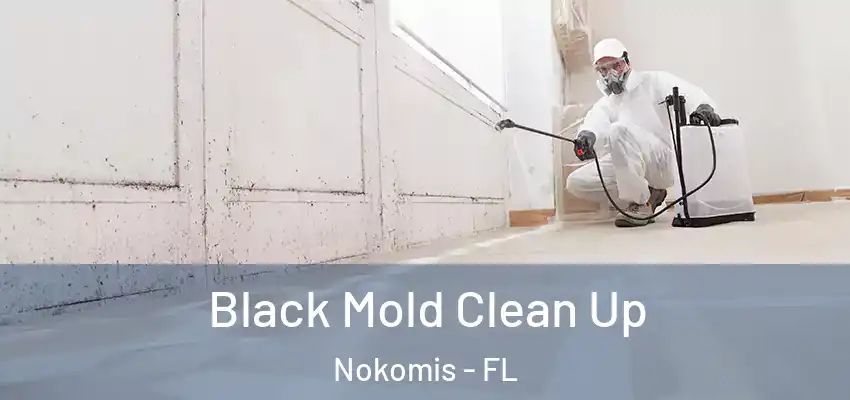  Black Mold Clean Up Nokomis - FL