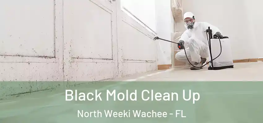  Black Mold Clean Up North Weeki Wachee - FL