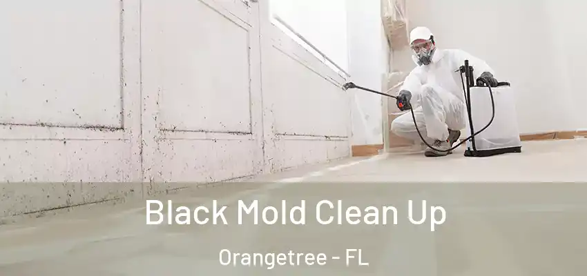  Black Mold Clean Up Orangetree - FL