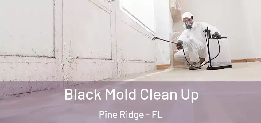  Black Mold Clean Up Pine Ridge - FL