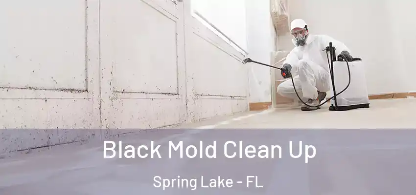  Black Mold Clean Up Spring Lake - FL