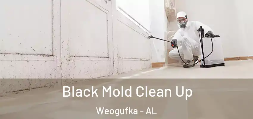  Black Mold Clean Up Weogufka - AL