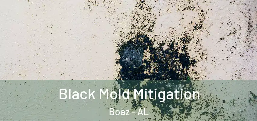 Black Mold Mitigation Boaz - AL