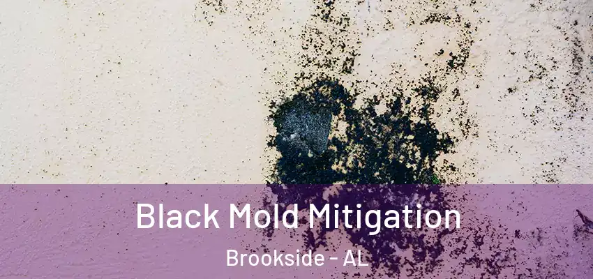  Black Mold Mitigation Brookside - AL