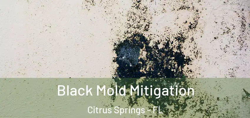  Black Mold Mitigation Citrus Springs - FL