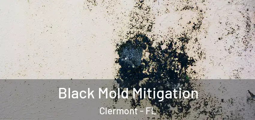  Black Mold Mitigation Clermont - FL