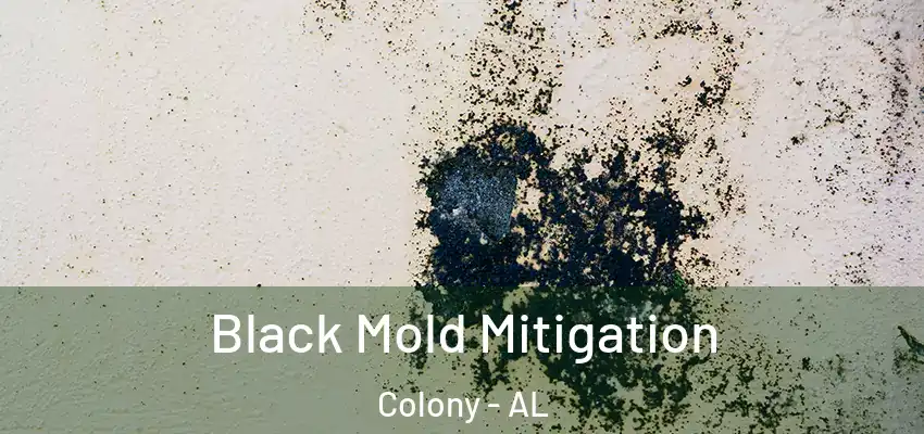  Black Mold Mitigation Colony - AL