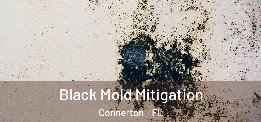 Black Mold Mitigation Connerton - FL