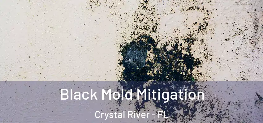 Black Mold Mitigation Crystal River - FL