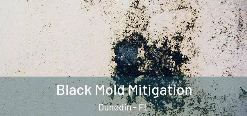 Black Mold Mitigation Dunedin - FL