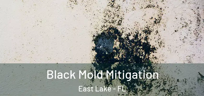  Black Mold Mitigation East Lake - FL