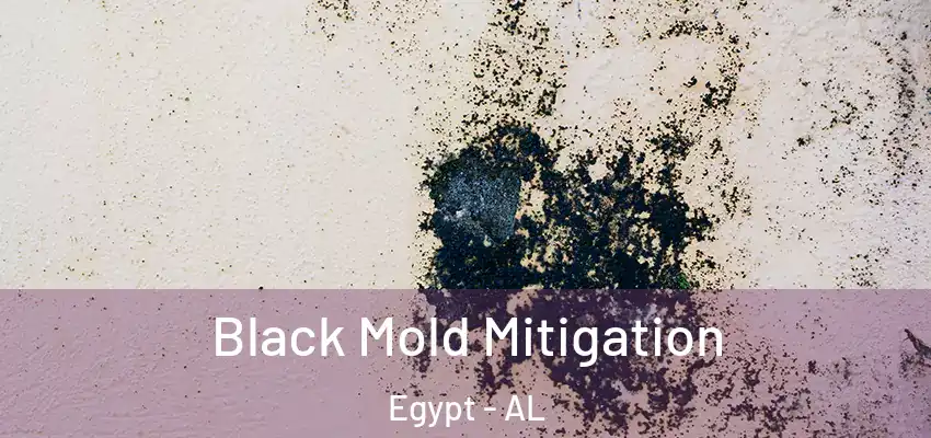  Black Mold Mitigation Egypt - AL