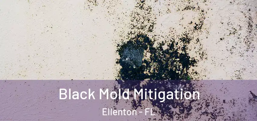  Black Mold Mitigation Ellenton - FL