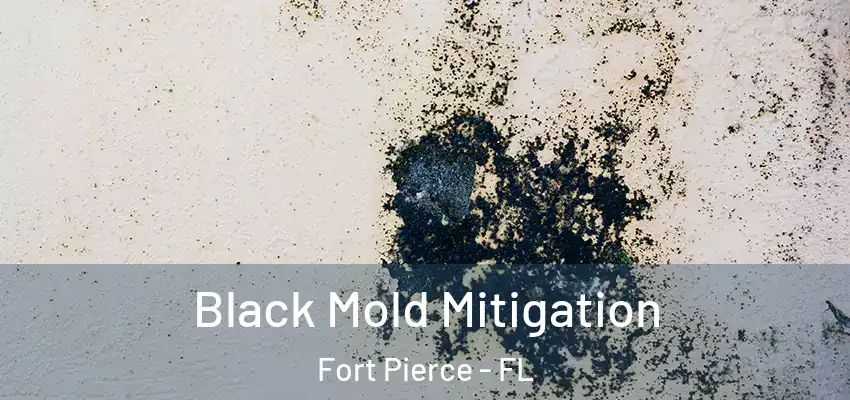  Black Mold Mitigation Fort Pierce - FL