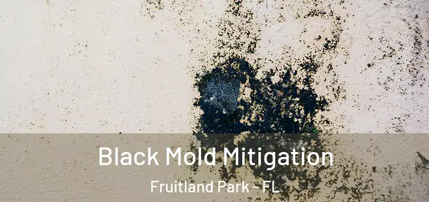  Black Mold Mitigation Fruitland Park - FL