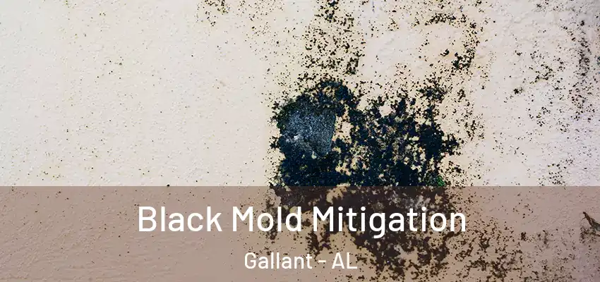  Black Mold Mitigation Gallant - AL