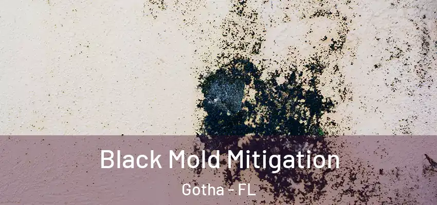  Black Mold Mitigation Gotha - FL