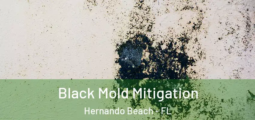  Black Mold Mitigation Hernando Beach - FL