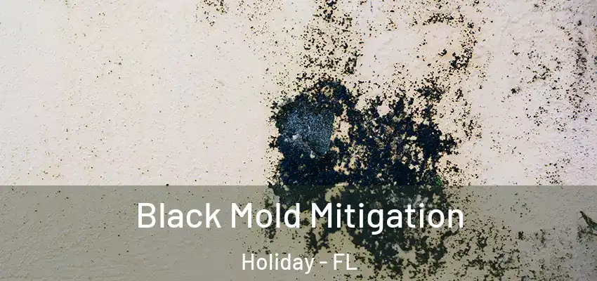  Black Mold Mitigation Holiday - FL