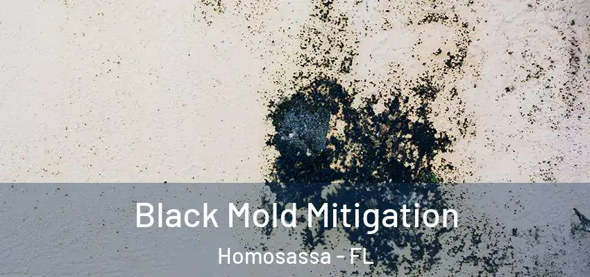  Black Mold Mitigation Homosassa - FL