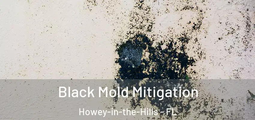  Black Mold Mitigation Howey-in-the-Hills - FL