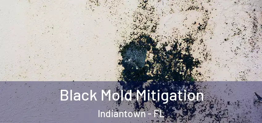  Black Mold Mitigation Indiantown - FL