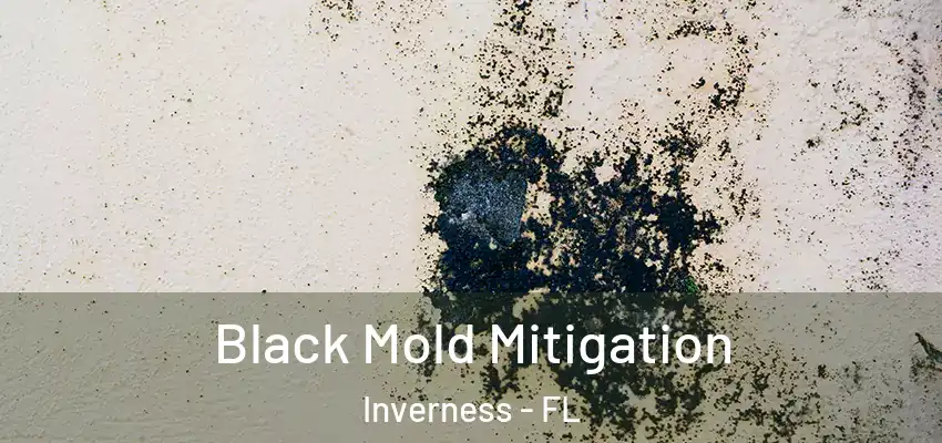  Black Mold Mitigation Inverness - FL