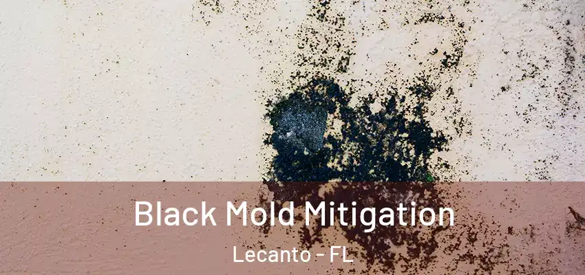  Black Mold Mitigation Lecanto - FL