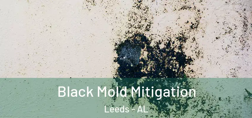  Black Mold Mitigation Leeds - AL