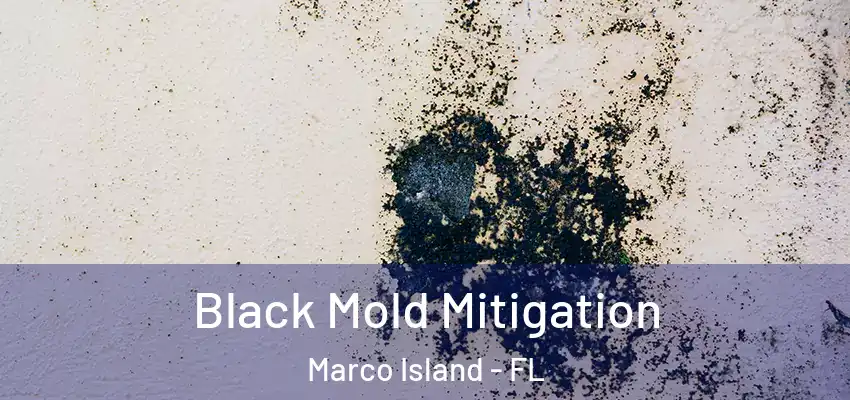  Black Mold Mitigation Marco Island - FL