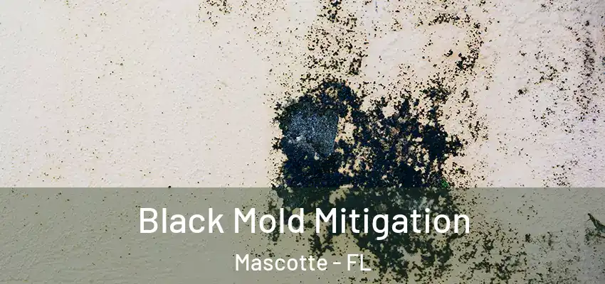 Black Mold Mitigation Mascotte - FL
