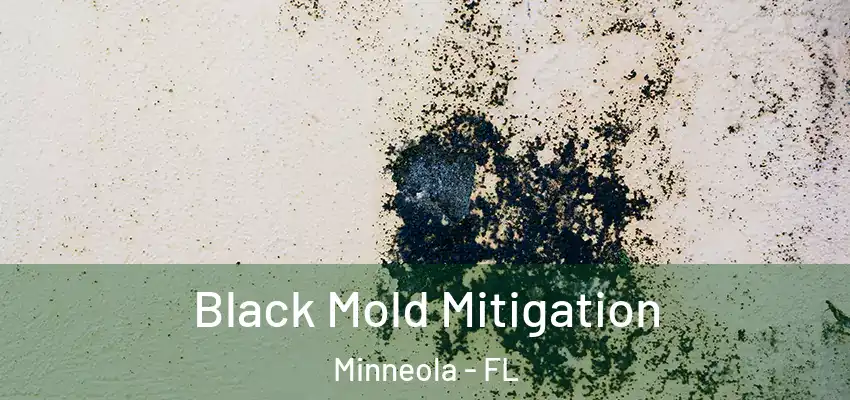 Black Mold Mitigation Minneola - FL