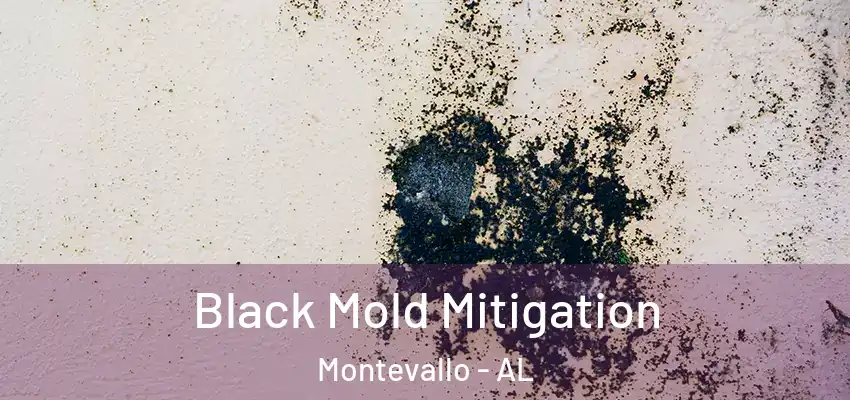  Black Mold Mitigation Montevallo - AL